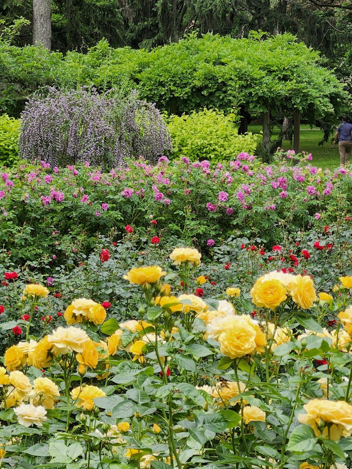 pexels photo 32498214.jpeg